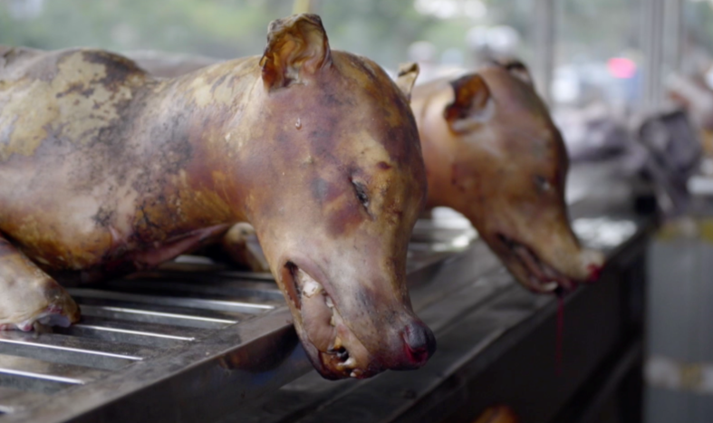 Hidden Truth on Dog Meat Consumption in Vietnam World
