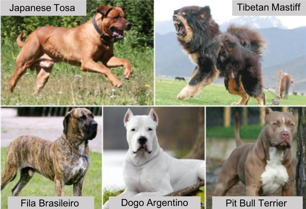 restricted dog breeds
