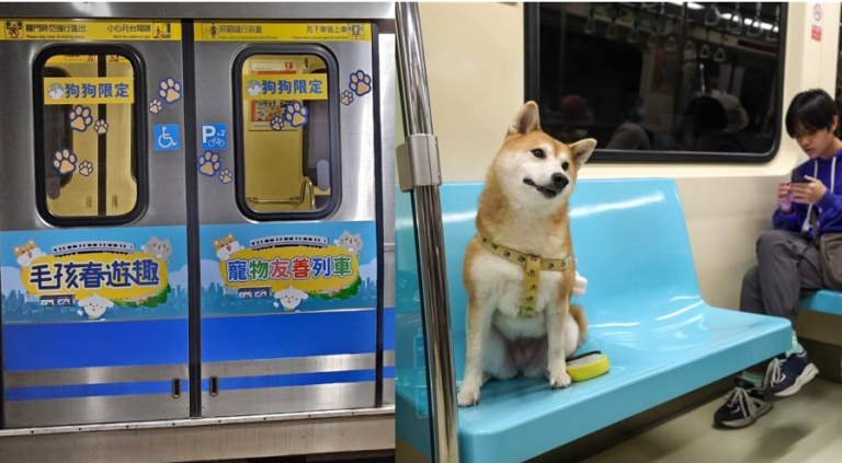 慶祝國際寵物節，台北捷運特別駛出「寵物友善列車」，分為貓、狗專用。